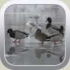 Ducks on an iced pond
