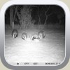 Badgers in garden by Carl Hampton