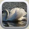 Swan by Noreen Metson