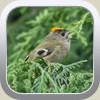 Goldcrest By Noreen Metson