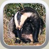 scratching badger by phil Snell